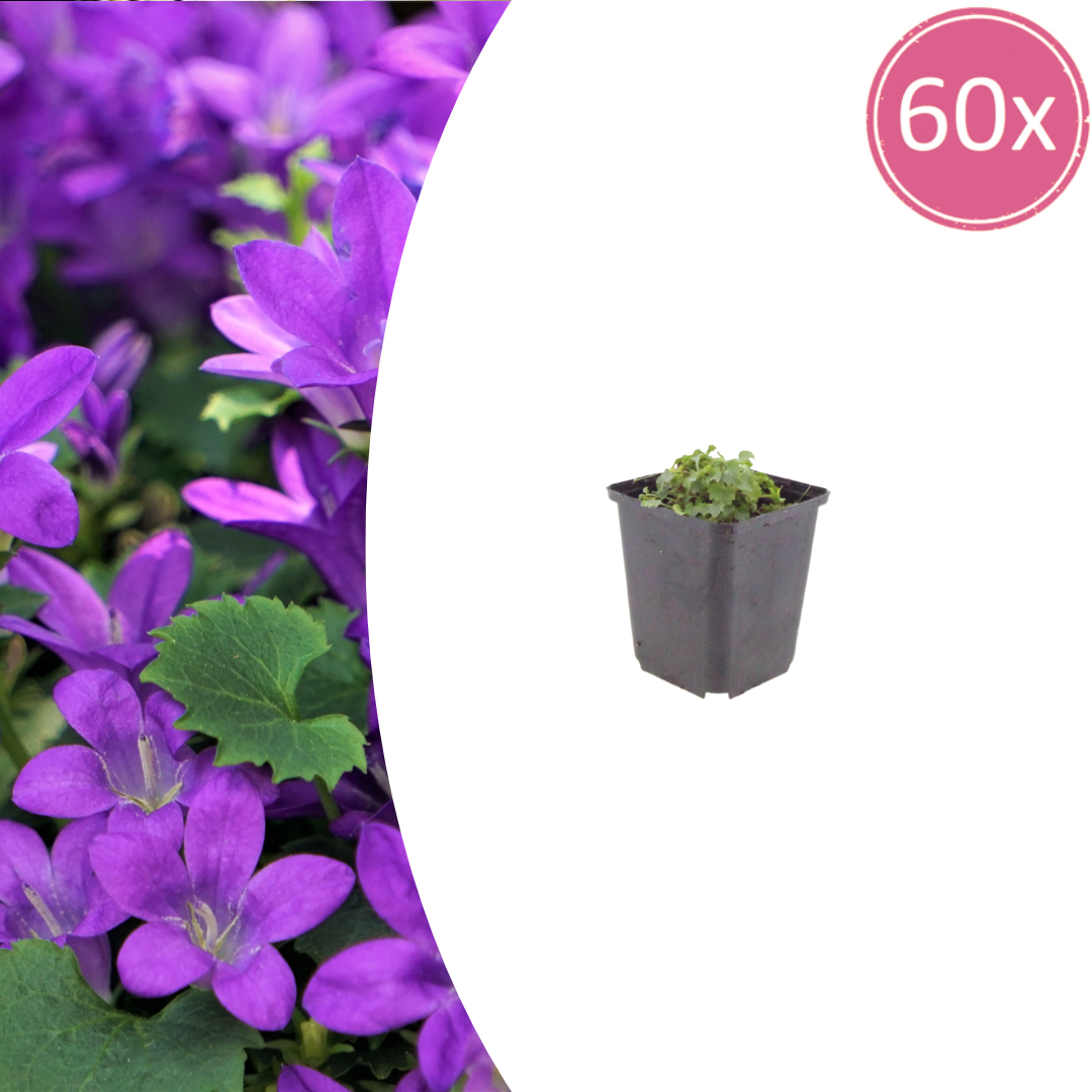 Campanula portenschlagiana – 60 Pflanzen Dalmatiner-Glockenblume – 10-25cm – Ø9cm – Winterharte Bodendecker Staude – Blühpflanze für Garten, Mauer & Steingarten