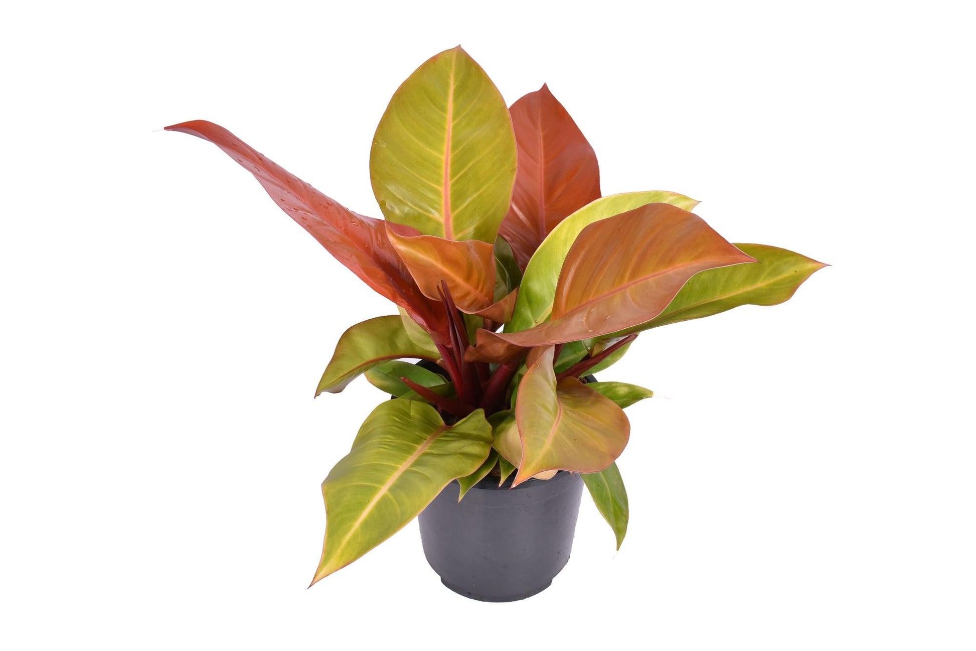 Philodendron Prince Of Orange - Ø19cm - ↕60cm 