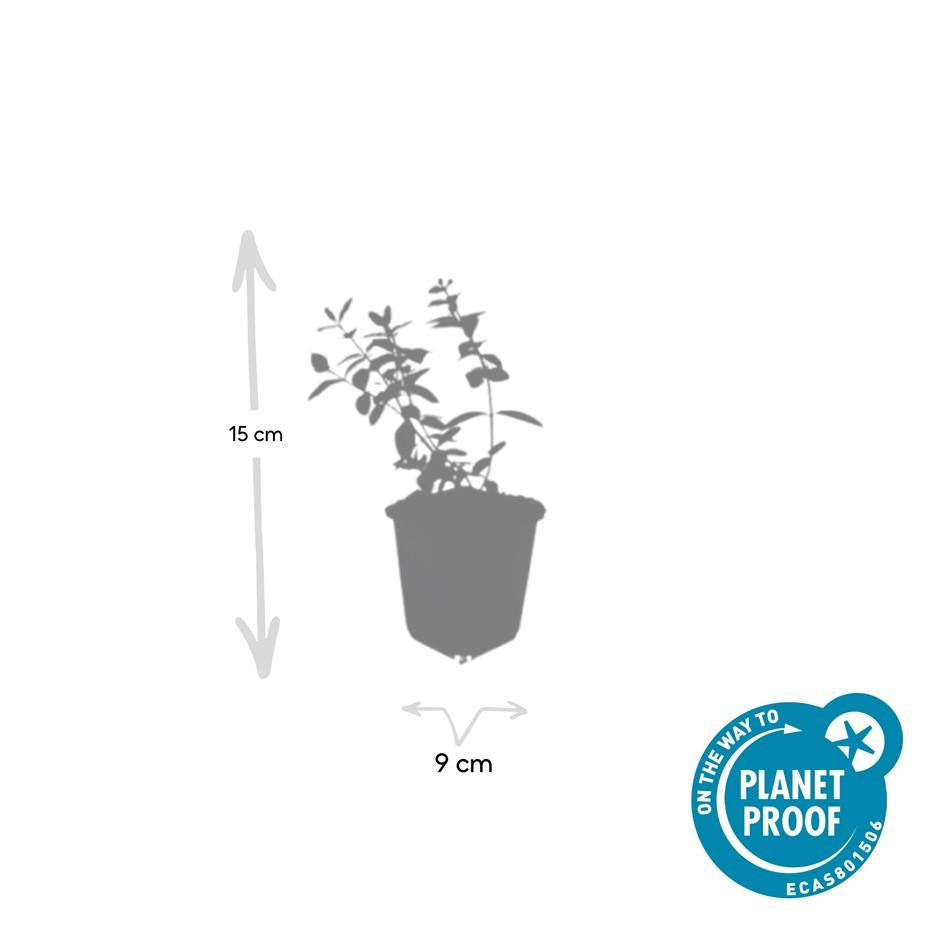 Johanniskraut Hypericum dummeri 'Peter Dummer' – ↕10-25cm – Ø9cm – 40 Pflanzen – Winterharter Bodendecker mit gelben Blüten