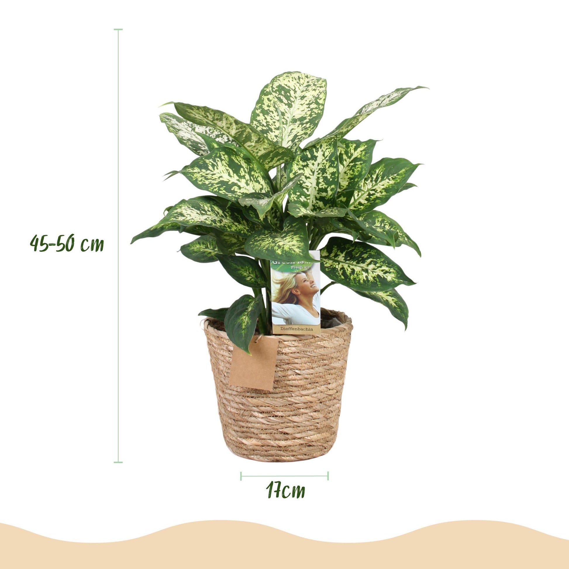 Green boutiQ - Zimmerpflanzen - Diefenbachia Compacta - Dieffenbachia - Wenig Pflege - mit Korb - Bunt - 1 Pflanze - Topf 17cm - Höhe 45-50cm 