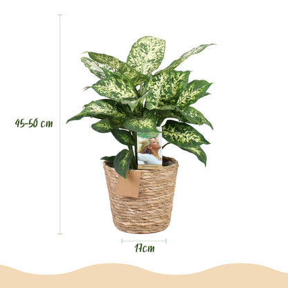 Green boutiQ - Zimmerpflanzen - Diefenbachia Compacta - Dieffenbachia - Wenig Pflege - mit Korb - Bunt - 1 Pflanze - Topf 17cm - Höhe 45-50cm 