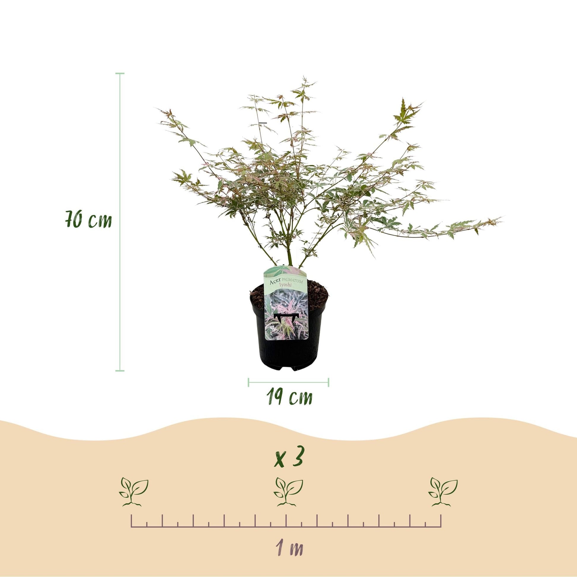 Japanischer Ahorn – Acer palmatum Iyoshi – 2 Pflanzen im 19 cm Topf – 70 cm hoch – Balkon- & Terrassenpflanze – Rosa Herbstfärbung – Zierahorn für Garten & Kübel 