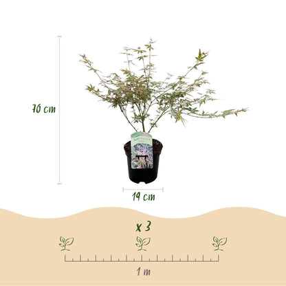 Japanischer Ahorn – Acer palmatum Iyoshi – 2 Pflanzen im 19 cm Topf – 70 cm hoch – Balkon- & Terrassenpflanze – Rosa Herbstfärbung – Zierahorn für Garten & Kübel 