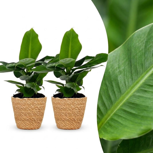 Orientalische Zwergbanane – Musa 'Oriental Dwarf' – 2 Pflanzen – Topf Ø12cm – Höhe 30cm – mit Seegraskorb