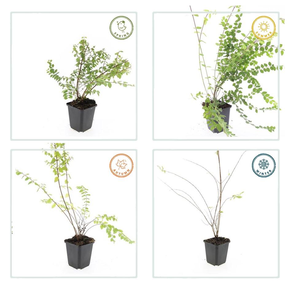 Symphoricarpos chenaultii 'Hancock' – Niedrige Purpurbeere – 60 Pflanzen – Ø9cm – ↕10–25cm – Bodendecker & Zierstrauch – Weißblühend mit Herbstbeeren – Winterhart