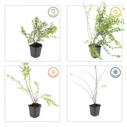 Symphoricarpos chenaultii 'Hancock' – Niedrige Purpurbeere – 60 Pflanzen – Ø9cm – ↕10–25cm – Bodendecker & Zierstrauch – Weißblühend mit Herbstbeeren – Winterhart