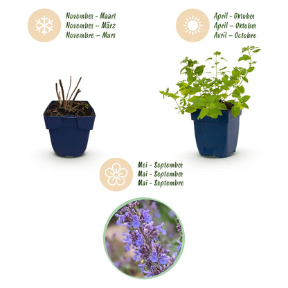 Katzenminze 'Six Hills Giant' – Nepeta faassenii 'Six Hills Giant' – Topf Ø11cm – Bienenfreundliche Staude für Garten & Balkon