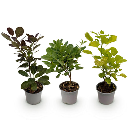 GreenboutiQ - Gartenpflanze - Cotinus coggyria Tricolour - Lila-Grün-Gelb - 3 Pflanzen - Laubabwerfend - Wenig Pflege - Topf 12cm Höhe 35cm 