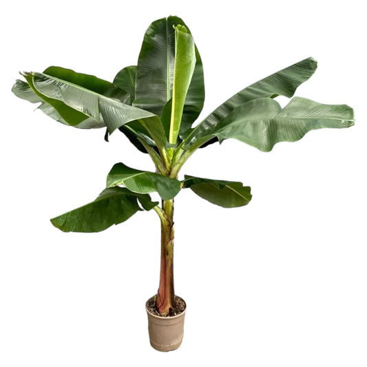 Bananenpflanze – Musa – Zimmerpflanze – 190cm hoch – Ø30cm – Tropische XXL-Pflanze mit großen Blättern – Für Wohnzimmer, Wintergarten & Büro – Pflegeleichte Grünpflanze 