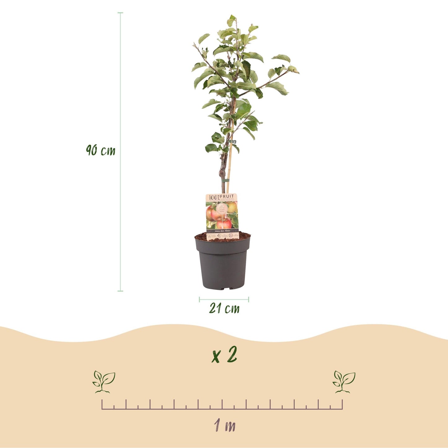Apfelbaum – Malus domestica 'Elstar' – Rote & grüne Äpfel – Obstbaum für Garten & Balkon – Pflegeleicht – Topf Ø21 cm – Höhe ca. 90 cm 
