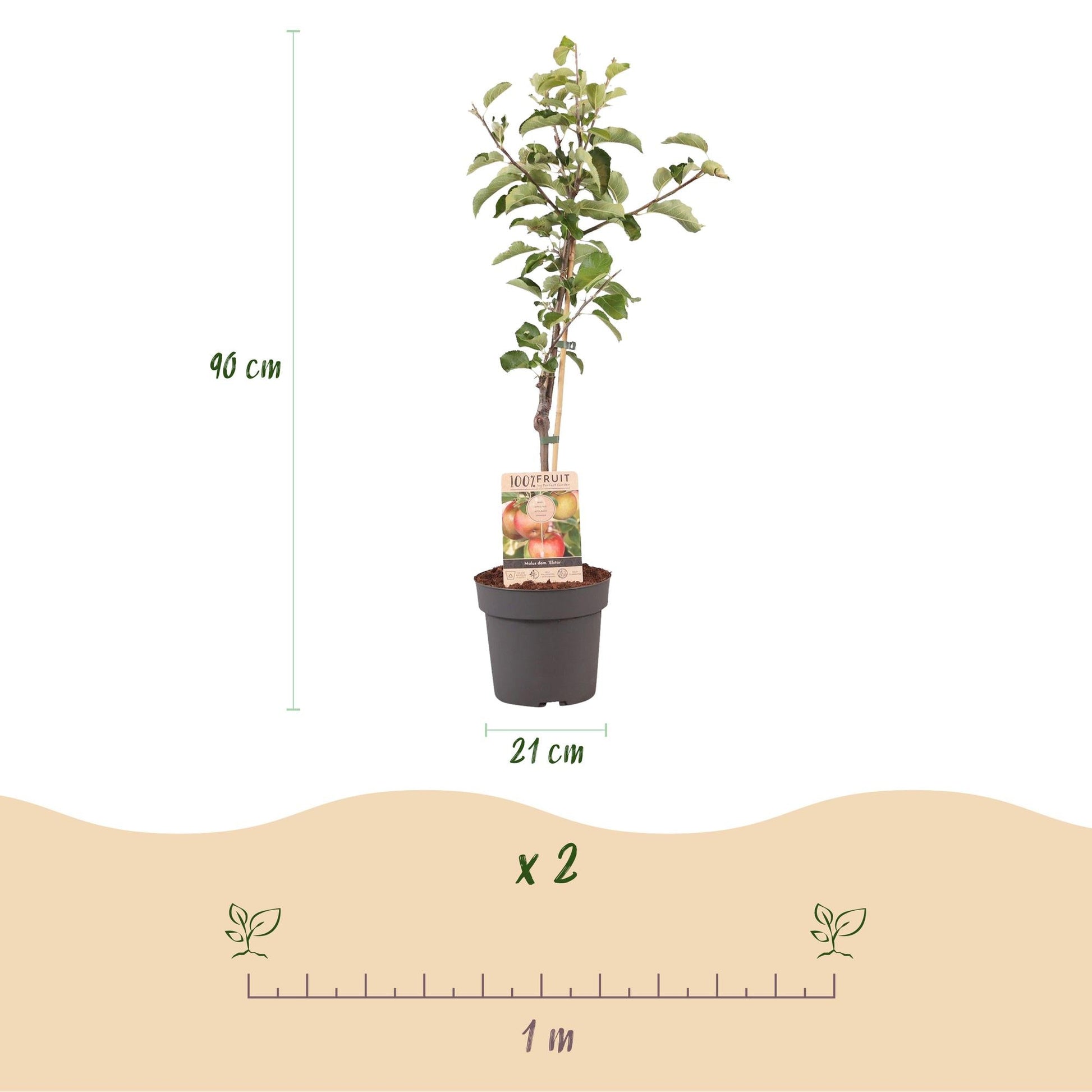 Apfelbaum – Malus domestica 'Elstar' – Rote & grüne Äpfel – Obstbaum für Garten & Balkon – Pflegeleicht – Topf Ø21 cm – Höhe ca. 90 cm 