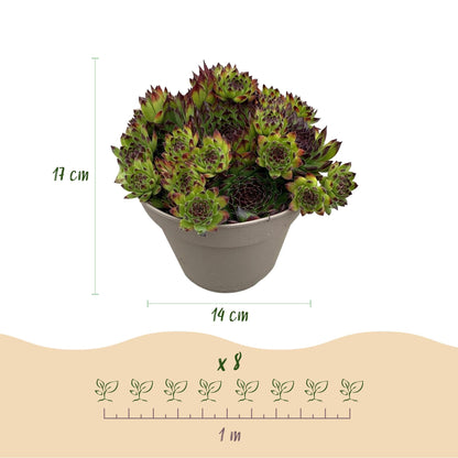 GreenboutiQ - Bodendecker - Winterhart - Sempervivum Big Sam - 8 Pflanzen - Verschiedene Farben - Wenig Pflege - Topf 14cm Höhe 17cm 