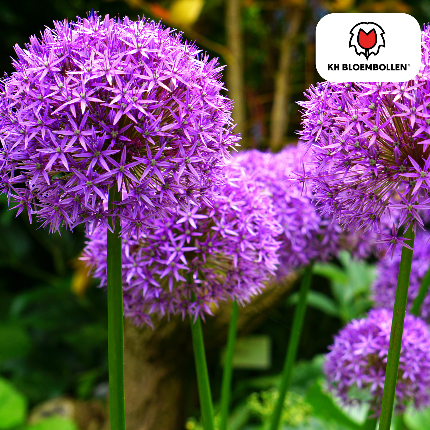 Allium 'Globemaster' – Zierlauch – violette Blütenkugeln – 5 Blumenzwiebeln – ↕80-100cm – bienenfreundliche Sommerblüher 
