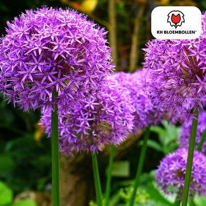 Allium 'Globemaster' – Zierlauch – violette Blütenkugeln – 5 Blumenzwiebeln – ↕80-100cm – bienenfreundliche Sommerblüher 