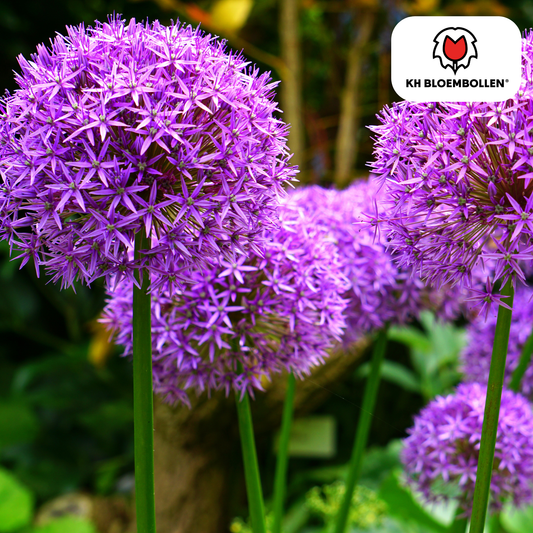 Allium 'Globemaster' – Zierlauch – violette Blütenkugeln – 5 Blumenzwiebeln – ↕80-100cm – bienenfreundliche Sommerblüher 