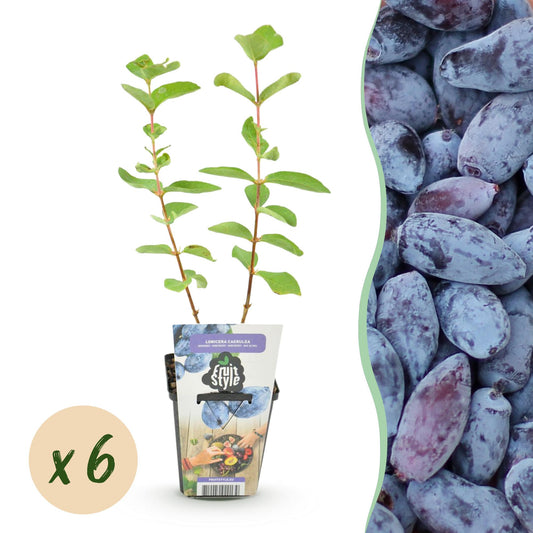 GreenboutiQ - Obstpflanzen - Honigbeere - Lonicera caerulea Kamtschatica - Winterhart - 6 Pflanzen - Topf 9 cm - Blaue Beere 