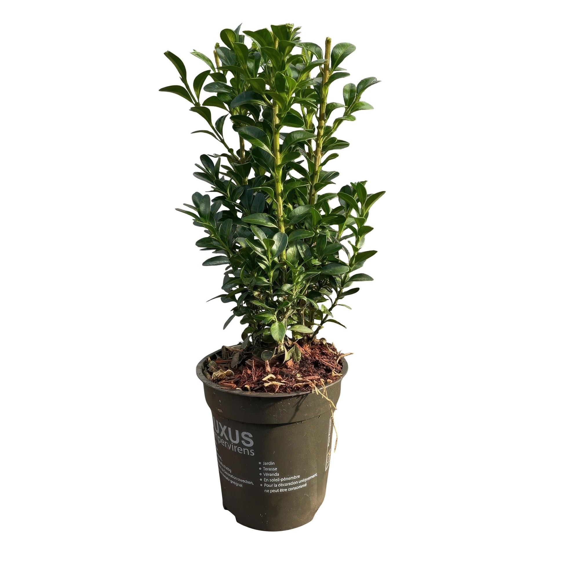 Gewöhnlicher Buchsbaum Buxus sempervirens – Immergrüne Heckenpflanzen – 8 Pflanzen – 1 m – 9 cm Höhe 20–25 cm – Grün – Pflegeleicht 