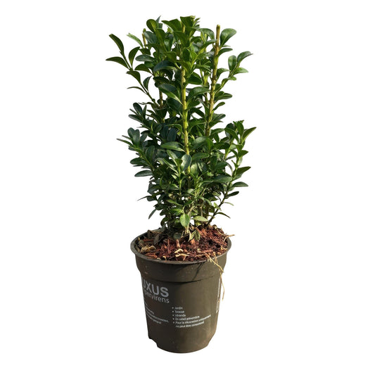 Gewöhnlicher Buchsbaum Buxus sempervirens – Immergrüne Heckenpflanzen – 8 Pflanzen – 1 m – 9 cm Höhe 20–25 cm – Grün – Pflegeleicht 