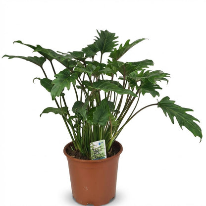Green boutiQ - Zimmerpflanze - Philodendron - Philodendron Xanadu - Grün - Pflegeleicht - 1 Pflanze - Topf 19cm - Höhe 60cm 
