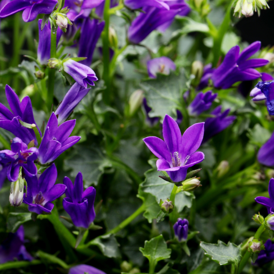 Pfirsichblättrige Glockenblume Campanula persicifolia ‘Coerulea’ – 12 Pflanzen – 10-25cm – Ø9cm – Blaue Staude für Sonne & Halbschatten – Gartenpflanze mit langer Blütezeit