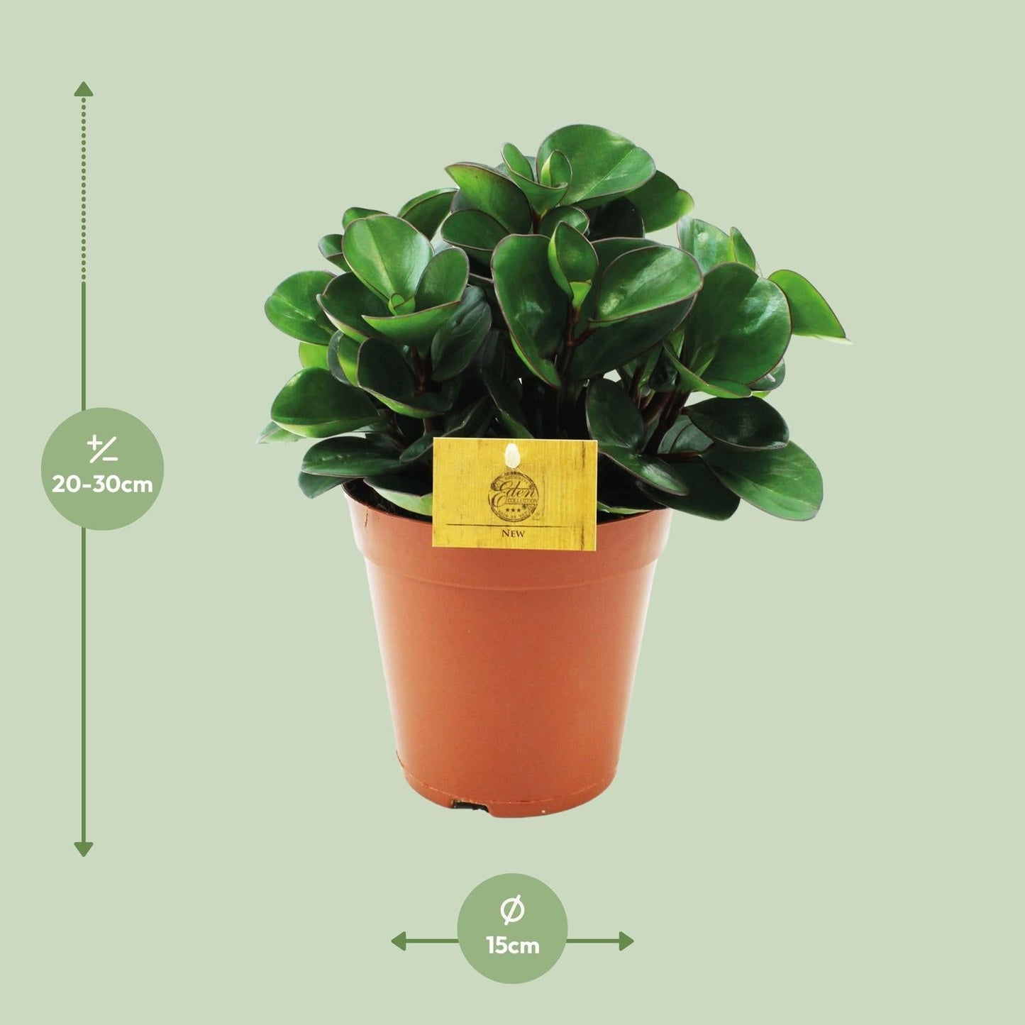 Peperomia 'Burning Bush' – Zwergpfeffer Zimmerpflanze – Ø15cm – ca. 25cm hoch – Kompakte & pflegeleichte Blattschmuckpflanze – Für halbschattige Standorte 