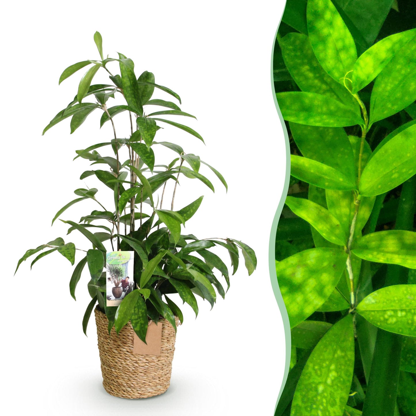 Green boutiQ - Zimmerpflanzen - Dracaena surculosa - Drachenbaum - Wenig Pflege - mit Korb - Grün - 1 Pflanze - Topf 17cm - Höhe 60-70cm 