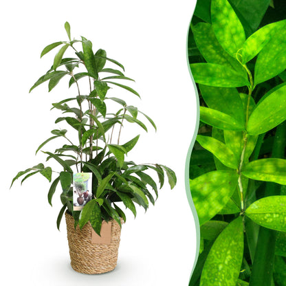 Green boutiQ - Zimmerpflanzen - Dracaena surculosa - Drachenbaum - Wenig Pflege - mit Korb - Grün - 1 Pflanze - Topf 17cm - Höhe 60-70cm 