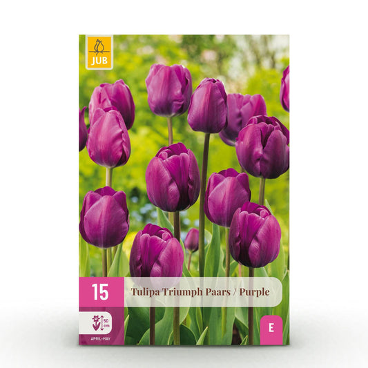 GreenboutiQ - Blumenzwiebeln - Tulp Triumph Purple - Farbe Lila - 15 Stück - Zwiebelgröße 11/12 - XXL Pack 