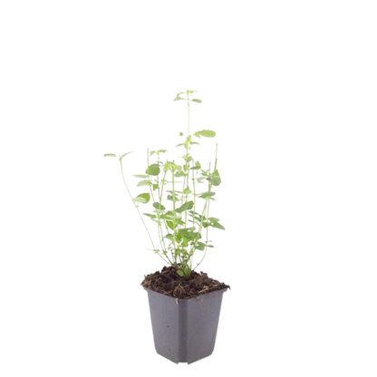 Asiatische Duftnessel Agastache 'Black Adder' – 12 Pflanzen – Staude – Dunkelviolette Blüten – Ø9cm – 10-25cm hoch – Bienenfreundlich & pflegeleicht 