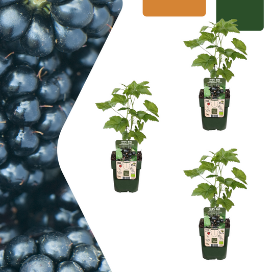 Bio Brombeere Rubus fruticosus – Biologische Brombeersträucher – Ø13cm – ↨20cm – 3 Pflanzen – Frostbeständig & Reichtragend – Für Garten, Terrasse & Balkon