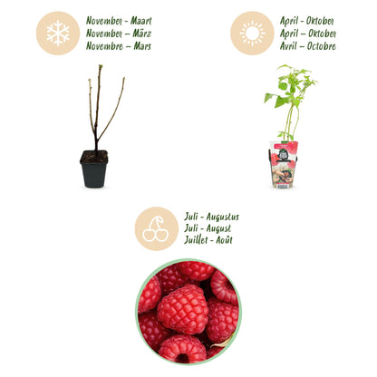 Himbeere Rubus idaeus Ottawa winterhart 6 Pflanzen Ø9cm Höhe 30cm – Rote Himbeere für Garten Beet Balkon & Terrasse – Süße Früchte 