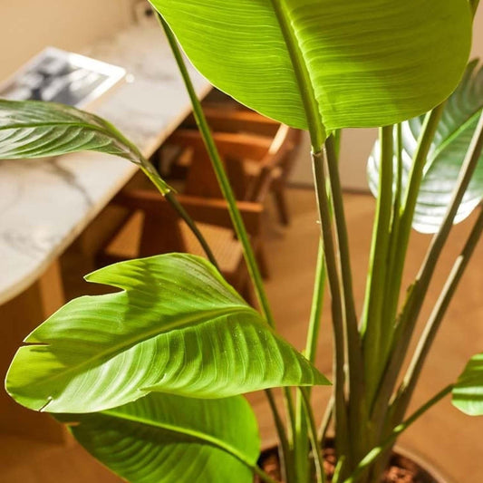 Strelitzia nicolai – 180cm – Kunstpflanze im schwarzen Topf – XXL Deko-Pflanze für Innenbereich – tropische Banane