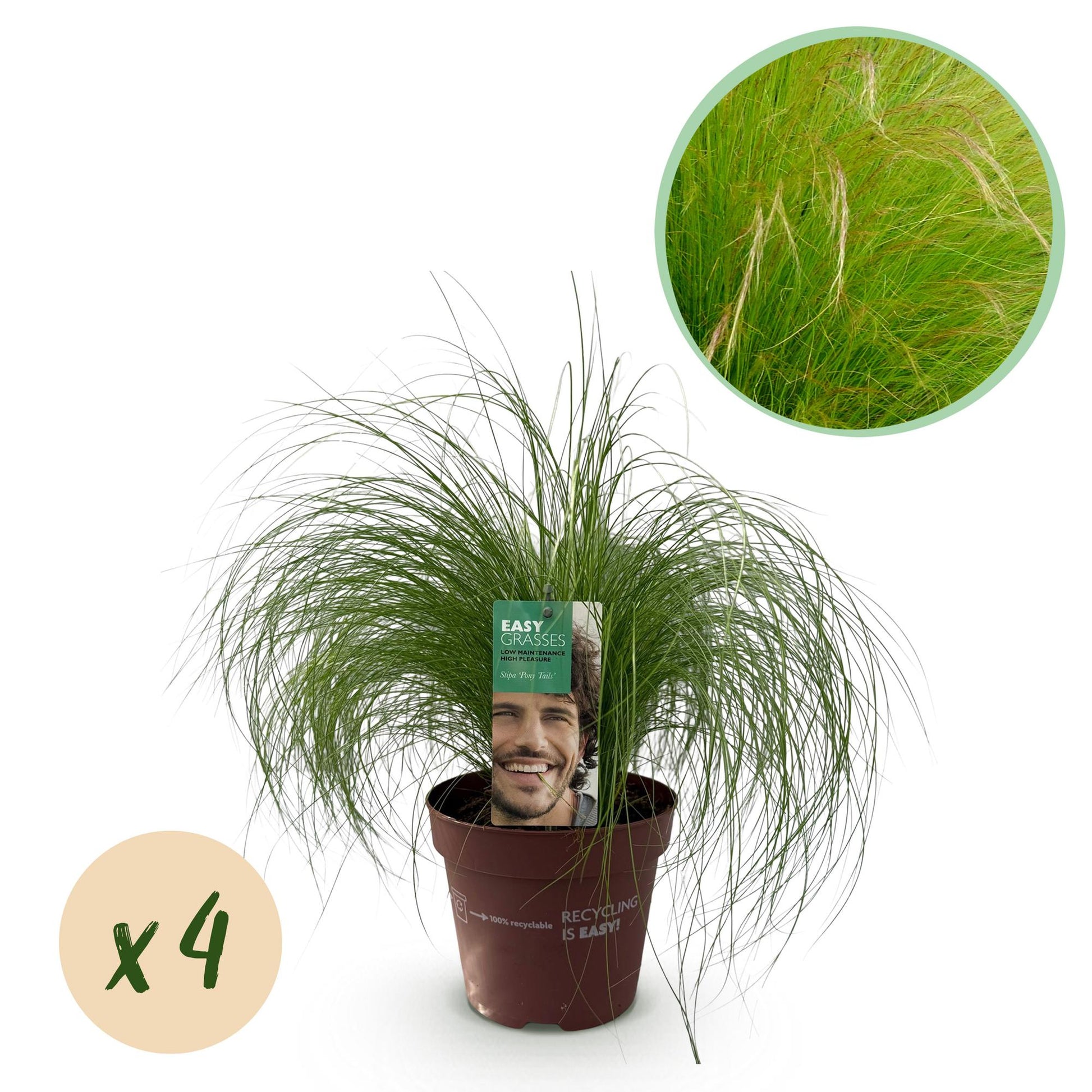 Zartes Federgras – Stipa tenuifolia Pony Tails – Ziergras – Grün – 4 Pflanzen – Immergrün – Wenig Pflege – 17cm – Höhe 50cm 