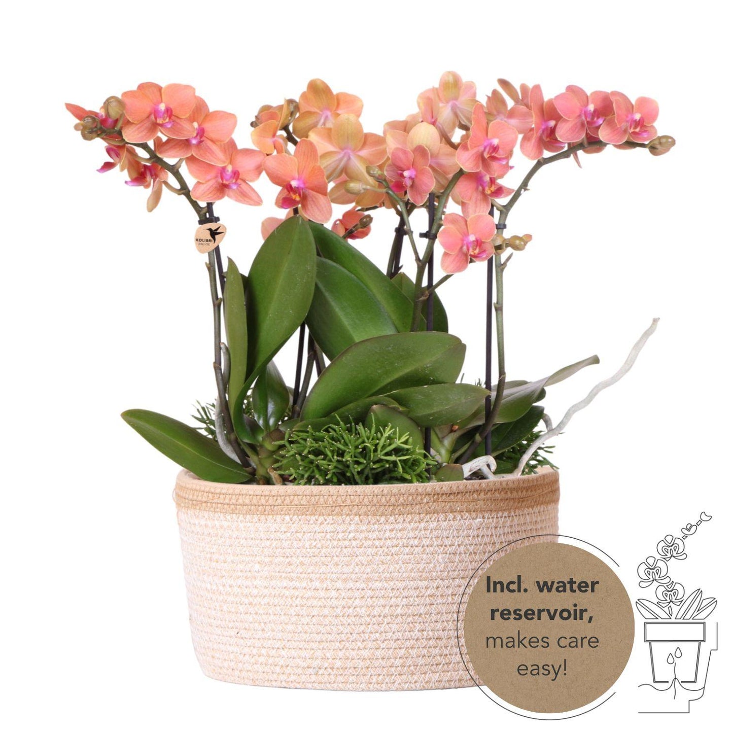 Kolibri Orchids | orangefarbenes Pflanzenset im Baumwollkorb inkl. Wassertank | drei orangefarbene Orchideen Bozen 9cm und drei Grünpflanzen | Dschungelstrauß orange mit autarkem Wassertank 