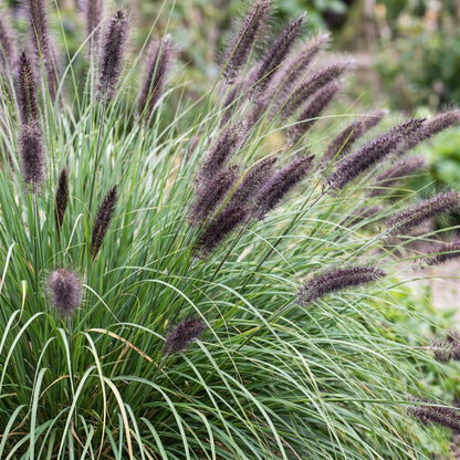 Lampenputzergras 'Black Beauty' – Pennisetum alopecuroides 'Black Beauty' – Topf Ø11cm – Bienenfreundliche Staude für Garten & Balkon