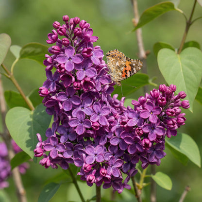 Green boutiQ - Garden Plant - Syringa vulgaris Ludwig Spath - Common Lilac - Hardy - Purple - 1 Plant - Pot 17cm - Height 45cm 