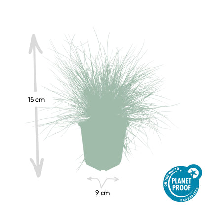 Blau-Schwingel – Festuca glauca 'Elijah Blue' – ↑10-25cm – Ø9cm – 60 Pflanzen – Blau-graues Ziergras, pflegeleicht & ganzjährig attraktiv – Steingarten- und Beetpflanze