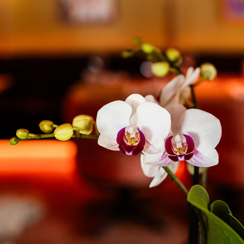 Kolibri Orchids | Geschenkset Retro White | Gibraltar Orchidee Ø9cm + Grünpflanze Ø6cm – inkl. Retro‑Übertöpfe & weißes Tablett – frisch vom Züchter 