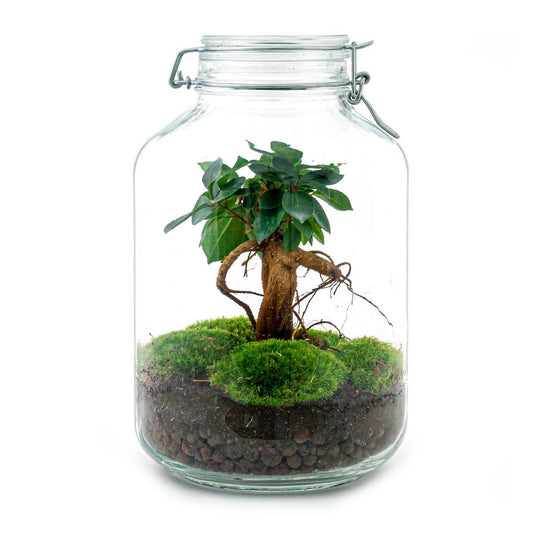 Flaschengarten - DIY Bausatz - Terrarium - Ficus Ginseng Bonsai - ↕28cm
