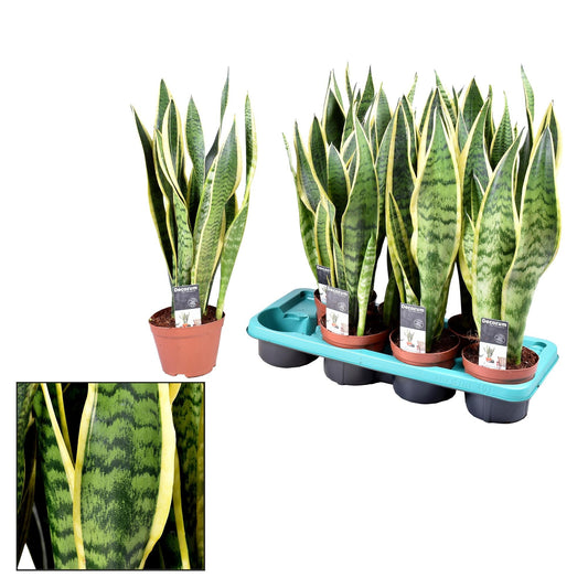 Sansevieria Laurentii – Zimmerpflanze – Ø14cm – ↕55cm – Robust & pflegeleicht – Luftreinigend – Ideal für Wohnung & Büro 