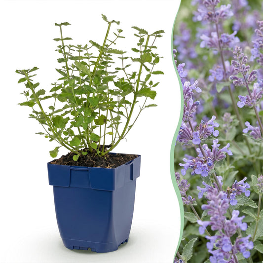 Katzenminze 'Walker' – Nepeta faassenii 'Walker's Low' – Topf Ø11cm – Bienenfreundliche Staude für Garten & Balkon