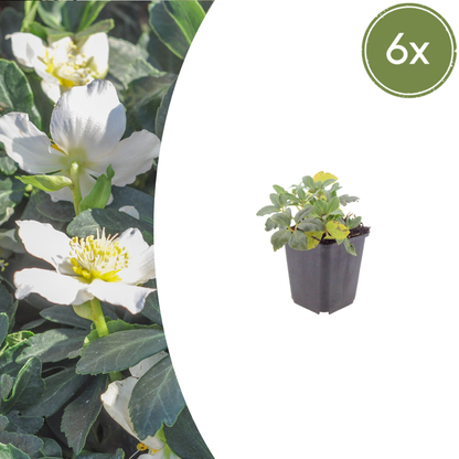 Helleborus orientalis Lenzrose – 6 Pflanzen – Ø9cm – Höhe 10-25cm – Winterharte Staude – Frühe Blüte – Für Schattenbeet & Unterpflanzung