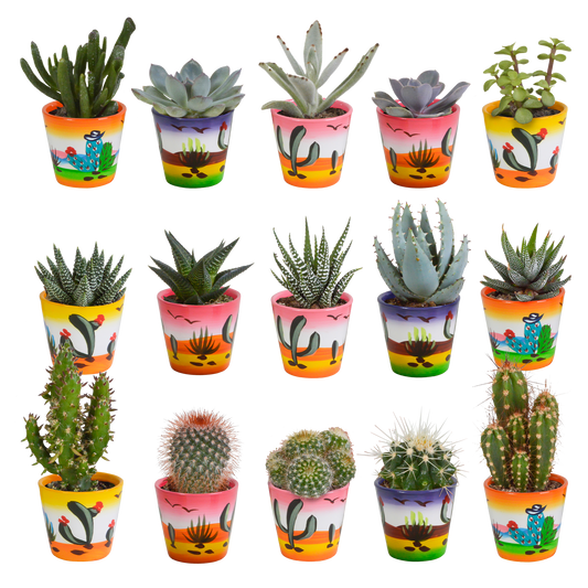 Kakteen & Sukkulenten Mischung – 15 Pflanzen 5,5 cm – Vielfältige Auswahl aus Cereus, Echeveria, Haworthia & Crassula – Hochwertige Qualität – Handbemalter mexikanischer Topf inklusive