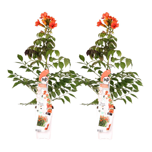 Trompetenblume - Campsis Summer Jazz 'Fire Trumpet' - ↨65cm - Ø15cm - 2 Stück