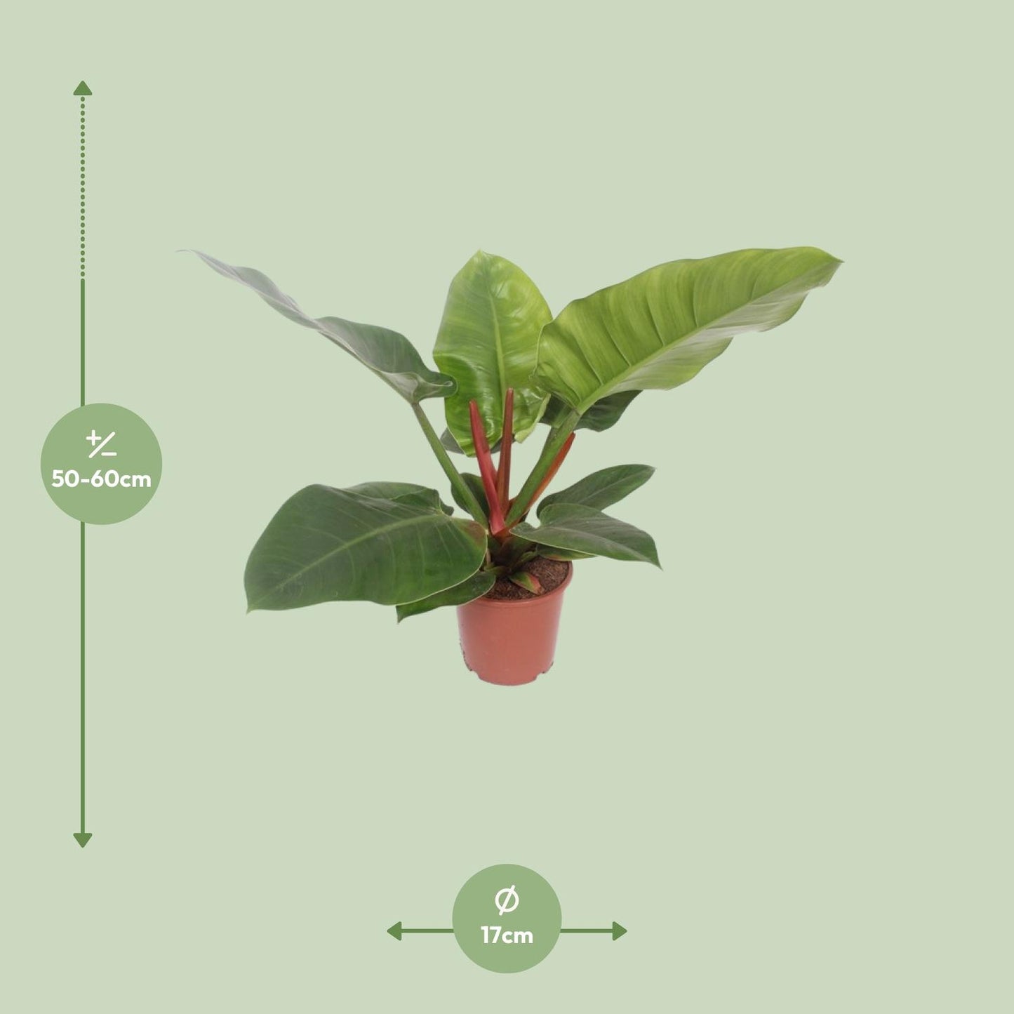 Baumfreund - Philodendron Imperial Green - Zimmerpflanze - Ø17cm - ↕60cm