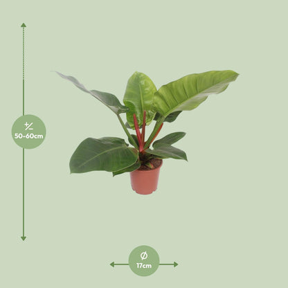 Baumfreund - Philodendron Imperial Green - Zimmerpflanze - Ø17cm - ↕60cm