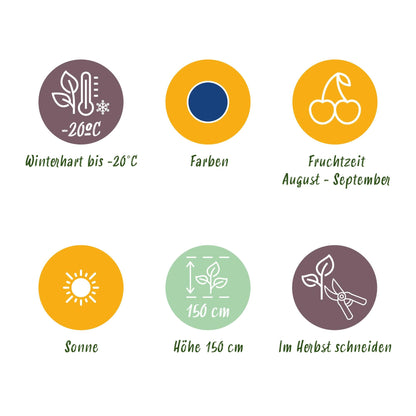 GreenboutiQ - Obstpflanzen - Blaubeere - Vaccinium macrophylla Early Black - Winterhart - 3 Pflanzen - Topf 9 cm - Dunkelrote Beere 