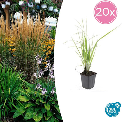 Sandrohr – Calamagrostis acutiflora 'Karl Foerster' – ↕10-25cm – Ø9cm – 20 Pflanzen – winterhartes, pflegeleichtes Ziergras