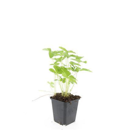 Fragaria vesca – 48 Pflanzen – ↕10-25cm – Ø9cm – Wald-Erdbeere – Bodendecker – Süße Früchte – Pflegeleicht – Beete & Steingärten