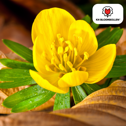 Akonitenknollen Winterakonit – 30 Blumenzwiebeln – ↕5-10cm – leuchtend gelbe Frühblüher – ideal für Beete, Rasenflächen & unter Gehölzen – bienenfreundlich & mehrjährig 
